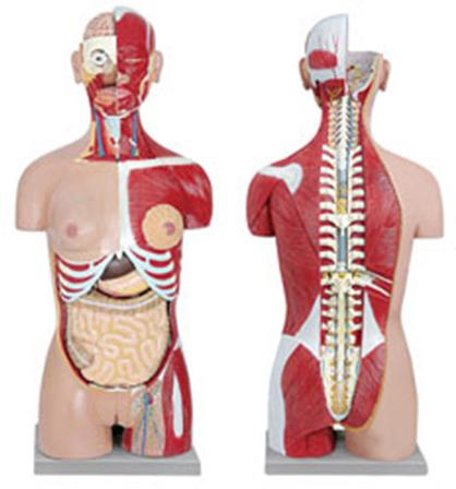 Human Torso With Interchangeable Sex Organs, Model Number : DRS-102