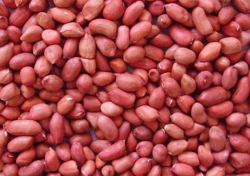 New Groundnut Seed