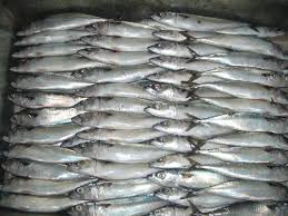 Frozen Mackerel Fish