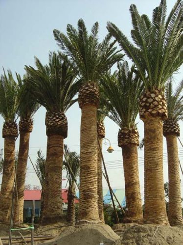 Palm Trees--- Phoenix Canariensis, Packaging Type : Green