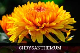 Fresh Chrysanthemum Flowers, For Decorative, Occasion : Birthday, Party, Weddings