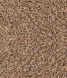 Cumin Seeds, For Cooking, Style : Dried