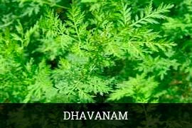 Organic Fresh Davanam Leaves, Shelf Life : 4-5 Days