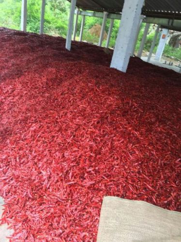 Dried Red Chilli