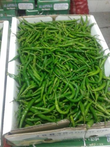 Organic Fresh Green Chilli, Packaging Type : Jute Bag