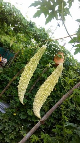 Organic Light Green Bitter Gourd, Packaging Size : 10-20kg