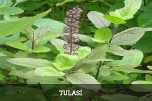 Leaf Fresh Tulsi Leaves, For Medicinal Plant, Purity : 99 %