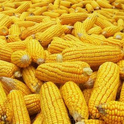 Round Organic Yellow Maize, For Animal Food, Bio-fuel Application, Style : Dried