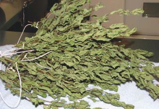 Organic Dried Peppermint Leaves, Color : Dark Green
