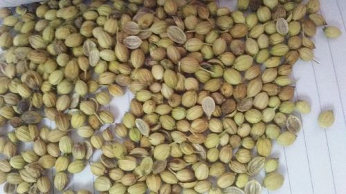 Coriander Seed ( Eagle & Parrot), Packaging Type : 15kg 25kg 50kg