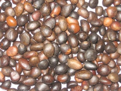 Palm Kernel Nut, Brand Name : Grit farms