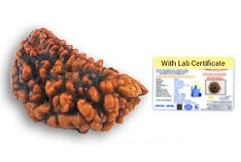 2 Mukhi Nepali Rudraksha