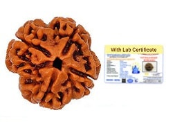 4 Mukhi Nepali Rudraksha