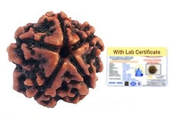 5 Mukhi Nepali Rudraksha