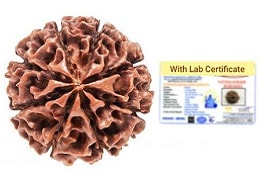 8 Mukhi Nepali Rudraksha