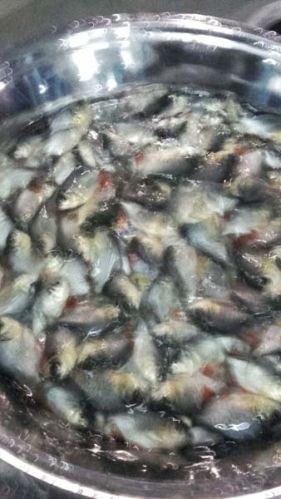 Rupchanda Fish Seeds, Style : Fresh