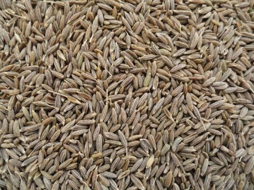 Cumin seeds, Packaging Size : 50kg