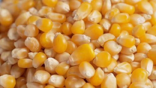 Maize