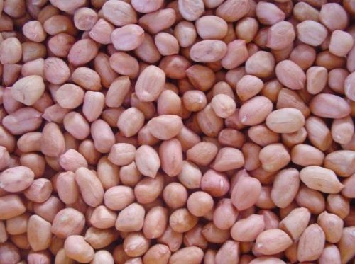 Groundnut Seed