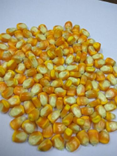 Common Yellow Maize, Packaging Type : 25, 50 PP Bag.