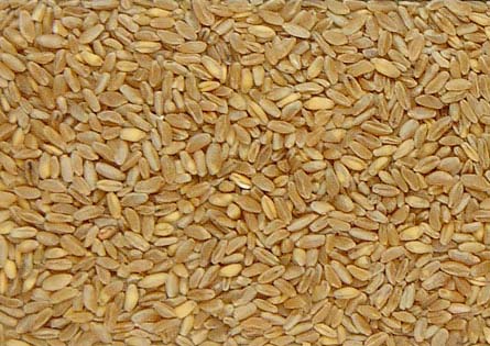 Durum Wheat