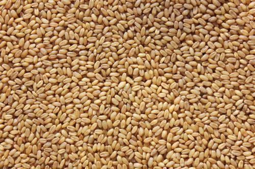 Tukdi Wheat