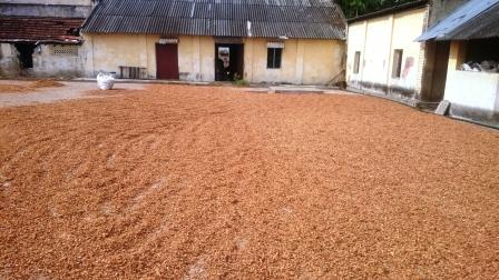 Coir Husk Chips