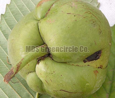 Natural Elephant Apple, Packaging Type : Foam Net