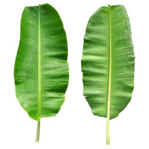 Organic Fresh Banana Leaves, Color : Green