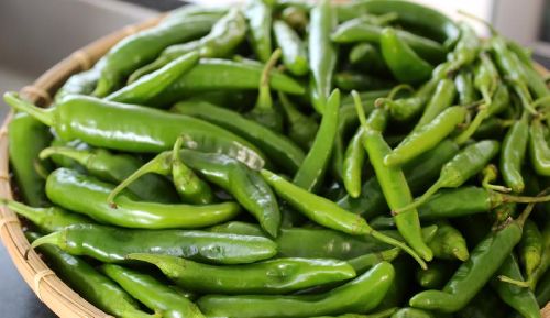 Organic Fresh Green Chilli