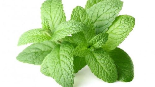 Organic Fresh Mint Leaves, For Cooking, Color : Green