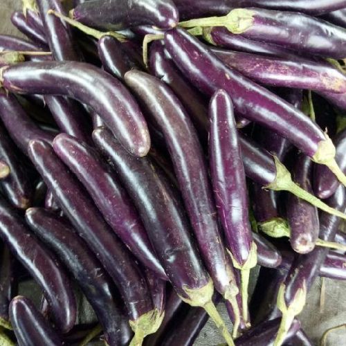 Brinjal, Storage : Cold Storage