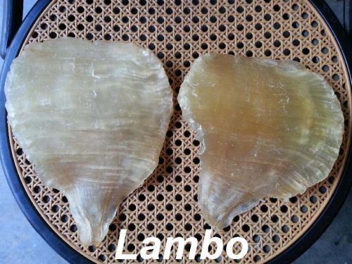 Lamboo Fish Maw