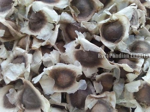 Moringa seeds, Pack Size : 10-100 Kg