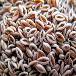 Psyllium Seeds