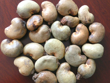 Raw Cashew Nuts