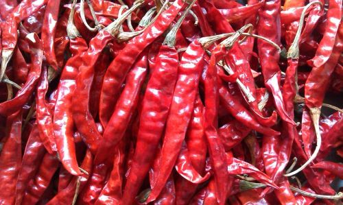 Dried Red Chilli, Packaging Type : 50 kg PP Bags