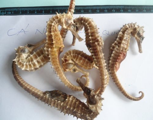 Dried Sea Horse