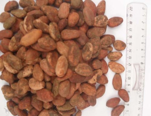 Dried Raw Cocoa Beans, Packaging Type : 50 kg pp bags