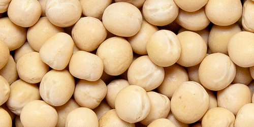 Yellow Peas, Packaging Type : 50 kg pp bags