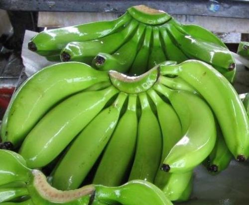 Cavendish Bananas, Color : GREEN