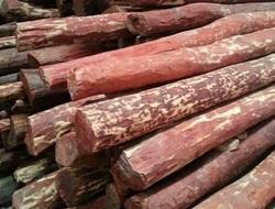 Red Sandalwood