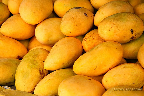 MANGO (SAPPOTA), Certification : INDIAN