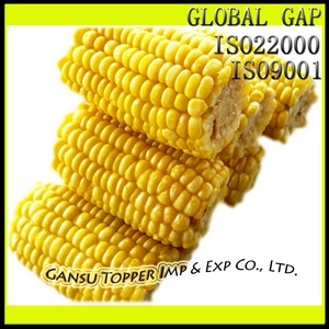 IQF Frozen Sweet Corn On Cob, Brand Name : TOPPER
