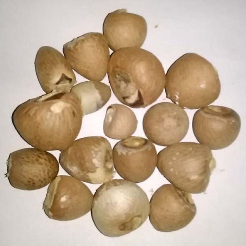 Natural Dried Whole Betel Nut for Food item