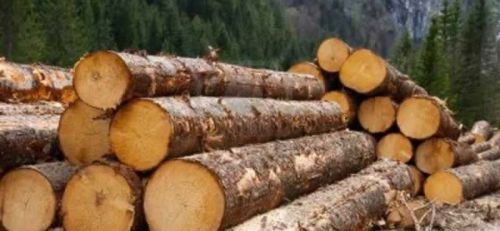 Timber, Brand Name : lods, Packaging Type : red