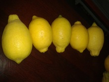 FRESH LIME AND FRESH LEMON BEST PRICE