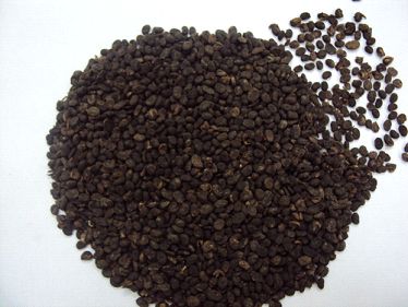 Organic BABCHI SEEDS, For Agriculture, Cooking, Food, Medicinal, Style : Natural