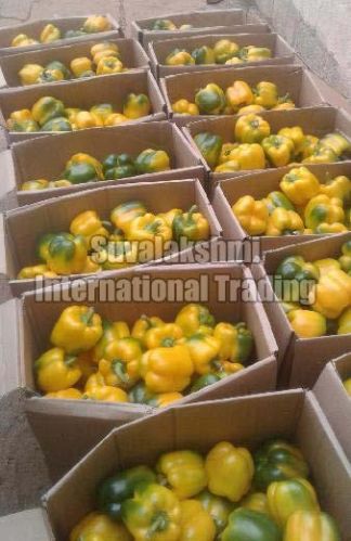 Fresh Capsicum, Shelf Life : 10-15 Days