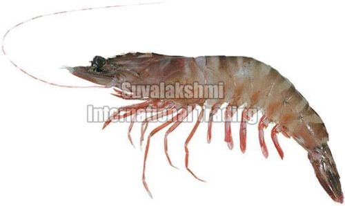 Tiger Prawns